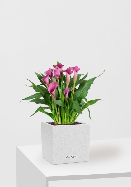 Калла розовая 12/35 см в CANTO STONE 14