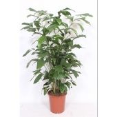 Кариота Митис d27 см h160 см тип 1 Кариота Митис d27 см h160 см тип 1