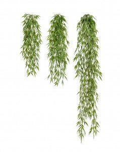 Бамбук ампельный