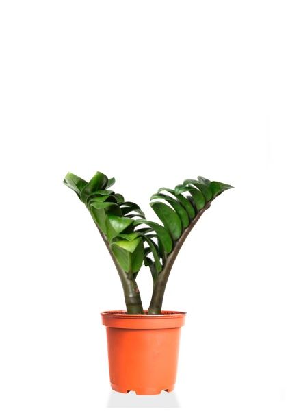 Замиокулькас Зензи 9/15 см