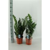 Замиокулькас 8+ веток d21 см h75 см