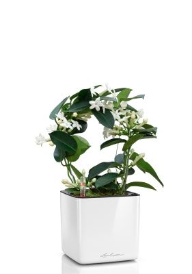 Стефанотис 12/30 см в CUBE GLOSSY 14, белый блестящий