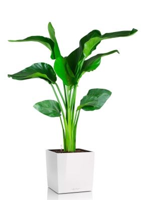 Стрелиция Николай 21/100 в CUBE 30, белый блестящий