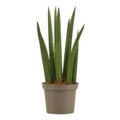 Сансевиерия цилиндрика Рокет d9 см h25 см тип 1