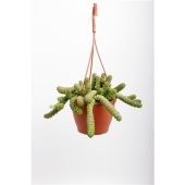 Крассула денежное дерево d12 см h20 см Крассула денежное дерево d12 см h20 см