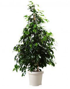 Фикус Бенджамина Даниэль 21/90 см