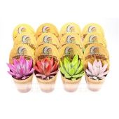 Эхеверия Rainbow Mix Indian Cover d8.5 см h10 см Эхеверия Rainbow Mix Indian Cover d8.5 см h10 см