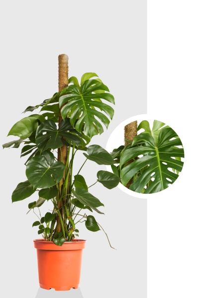 Монстера Делициоза на опоре d24 см h120 см тип 1