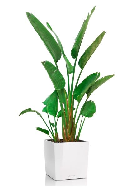 Стрелиция Николай 30/200 в CUBE 40