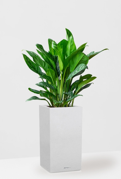Аглаонема Страйп в CANTO STONE HIGH 30