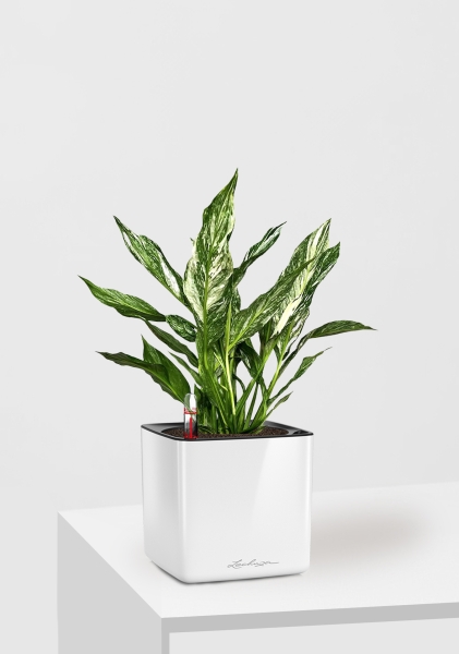 Спатифиллум вариегатный (без соцветий) 12/40 см в CUBE GLOSSY 14