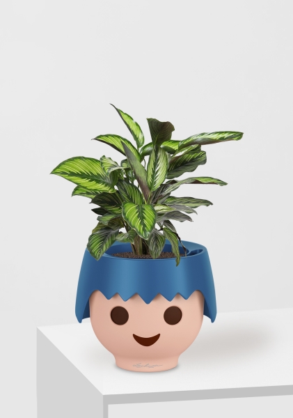 Калатея Принцепс в OjO