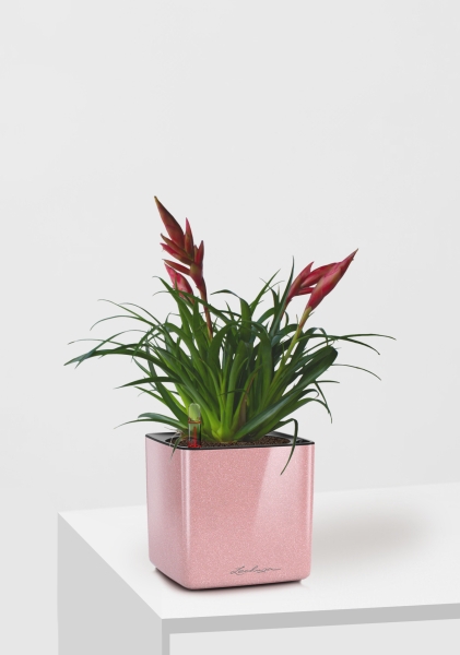 Вриезия Астрид 12/30 см в CUBE GLOSSY KISS 14