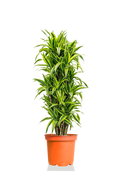 Драцена Лемон Лайм бранч 27/120 см Драцена Лемон Лайм бранч 27/120 см