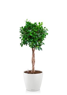 Фикус Нитида переплетенный 23/110 см в CLASSICO COLOR 28, белый