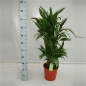 Драцена Артуро бранч d24 см h125 см