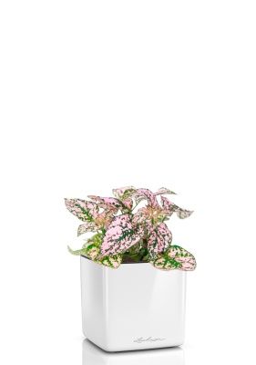 Гипоэстес микс 8/15 см в CUBE GLOSSY 14, белый блестящий