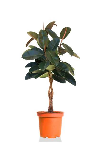 Фикус Эластика Бургунди косичка d27 см h120 см