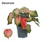 Каладиум розовый d12 см h25 см (decorum) Каладиум розовый d12 см h25 см (decorum)