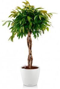  Фикус Амстел Кинг CLASSICO COLOR 43/140 см Белый