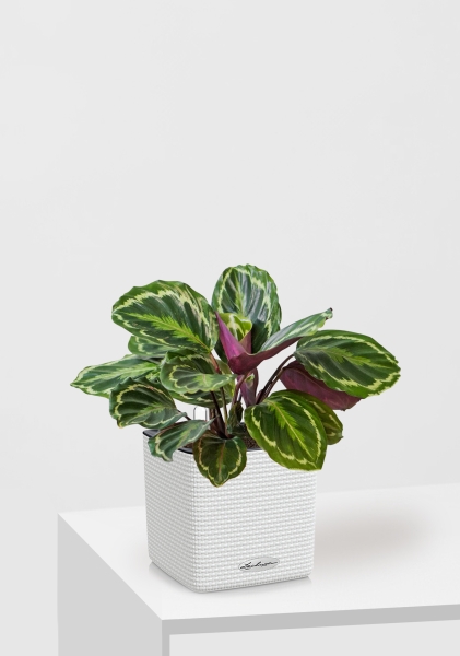 Калатея Медальон 12/40 см в CUBE COLOR 14