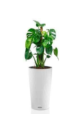 Монстера Делициоза 19/90 см в CILINDRO 23, белый