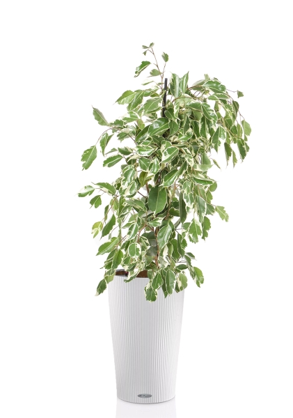 Фикус Бенджамина Голден Кинг пирамида 17/70 см в CILINDRO COLOR 23