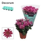 Хризантема Анемона пурпурный (decorum) d13 см h25 см