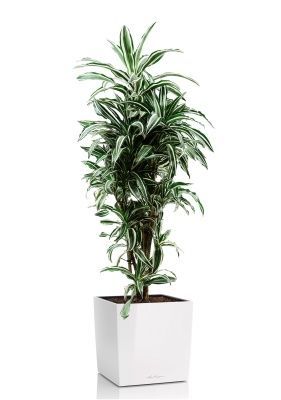 Драцена Варнески бранч 27/130 см в CUBE 40, белый блестящий