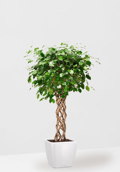 Фикус Бенджамина Экзотика цилиндр 24/100 см в QUADRO LS 28 Фикус Бенджамина Экзотика цилиндр 24/100 см в QUADRO LS 28