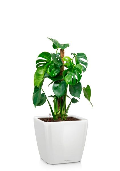 Монстера Делициоза 19/90 см в QUADRO LS 21