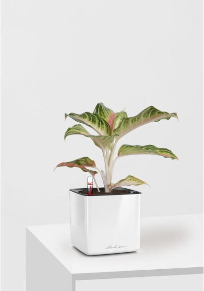 Аглаонема Айкетчер 12/30 см в CUBE Glossy 14 Аглаонема Айкетчер 12/30 см в CUBE Glossy 14