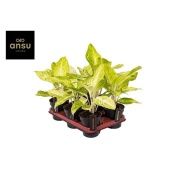 Аглаонема Цитронелла "Citronelle" 12/30 см Аглаонема Цитронелла "Citronelle" 12/30 см