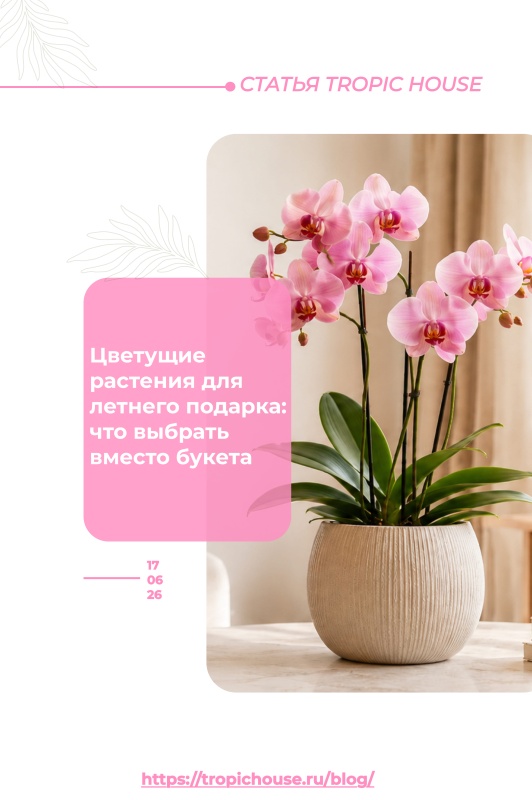 Цветущие растения для летнего подарка: что выбрать вместо букета 