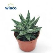 Хавортия маргаритифера d8.5 см h15 см тип 1