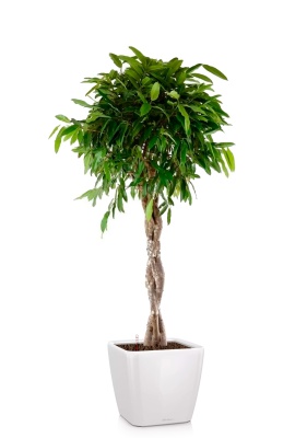 Фикус Амстел Кинг переплетенный 30/140 см в QUADRO LS 43 Фикус Амстел Кинг переплетенный 30/140 см в QUADRO LS 43