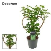 Полисциас Heart d12 см h45 см тип 2 Полисциас Heart d12 см h45 см тип 2