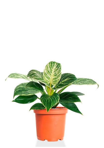 Филодендрон Биркин 14/40 см Филодендрон Биркин 14/40 см