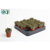 Эхеверия агавовидная d5.5 см h10 см Эхеверия агавовидная d5.5 см h10 см