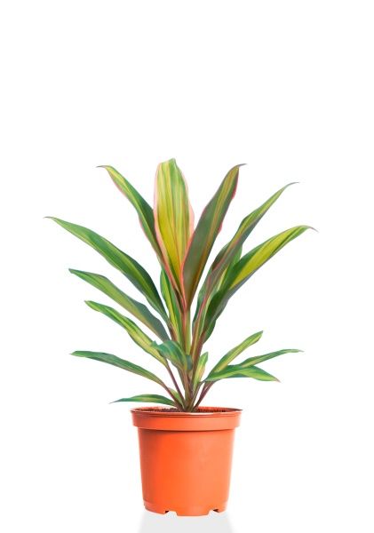 Кордилина Киви 12/35 см