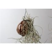 Тилландсия Tigris Shell