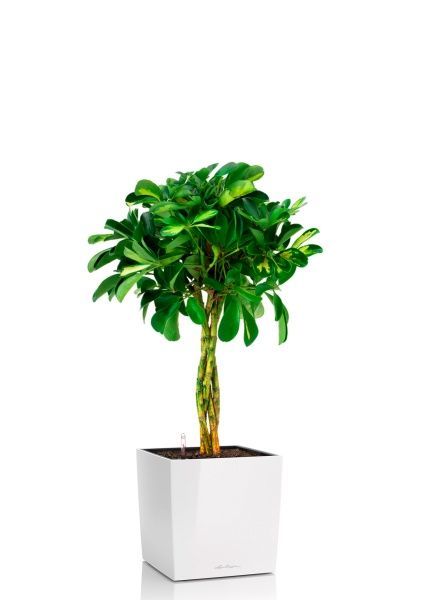 Шеффлера Голд Капелла 21/75 см в CUBE 30