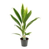 Кордилина Нью Конга d12 см h40 см Кордилина Нью Конга d12 см h40 см