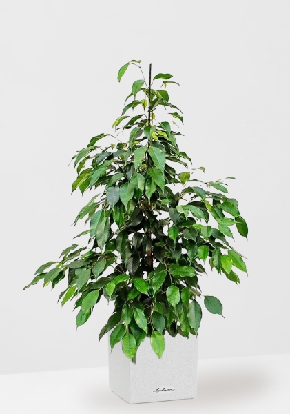 Фикус Бенджамина Экзотика 27/150 см в CANTO STONE LOW 30 Фикус Бенджамина Экзотика 27/150 см в CANTO STONE LOW 30