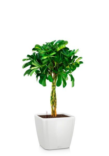 Шеффлера Голд Капелла 21/75 см в QUADRO LS 28