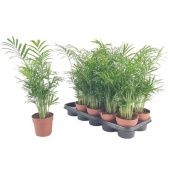 Хамедорея Элеганс d12 см h50 см Хамедорея Элеганс d12 см h50 см