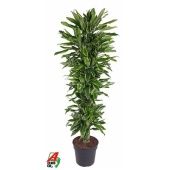 Драцена Голден Кост бранч разветвленная d34 см h210 см