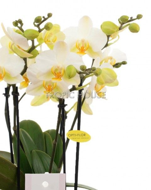 Орхидея Бьюти в ORCHIDEA 18 Орхидея Бьюти в ORCHIDEA 18
