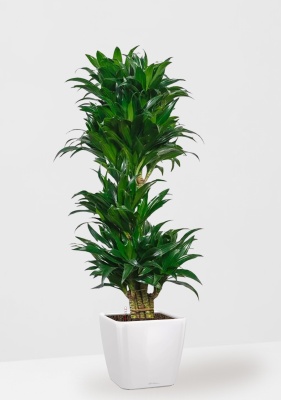 Драцена Компакта бранч 34/150 см в QUADRO LS 43 Драцена Компакта бранч 34/150 см в QUADRO LS 43