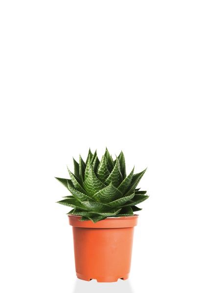 Алоэ Остистое 12/20 см